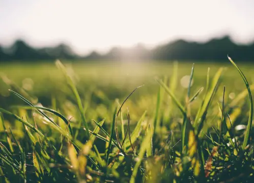 L’herbe est-elle plus verte ailleurs ? Réflexions pour une croissance professionnelle épanouie